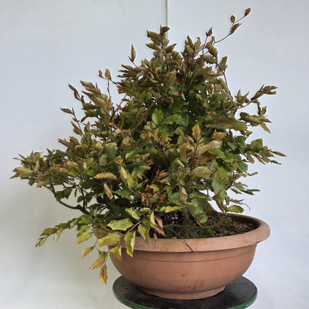 Kültéri bonsai-Fagus sylvatica