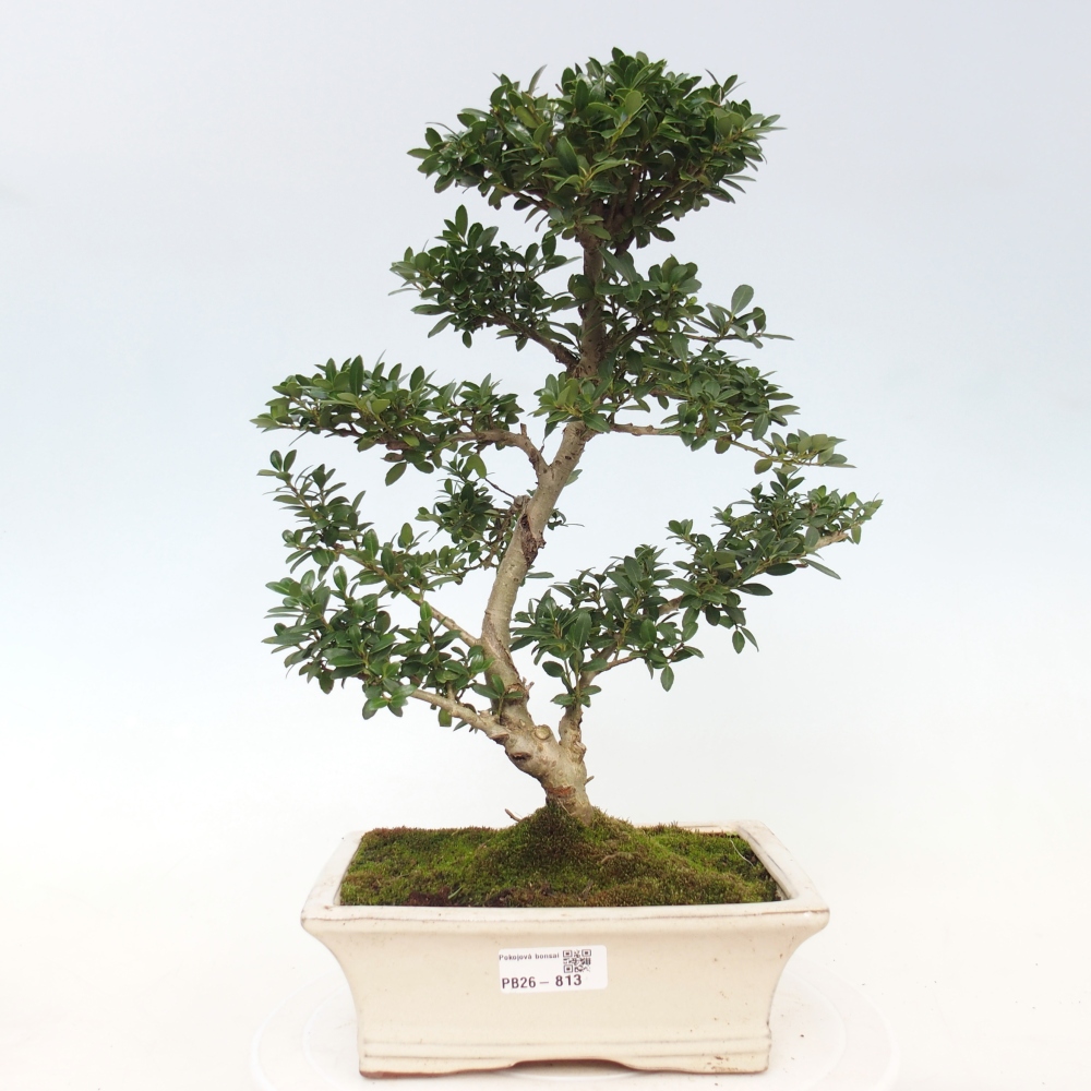 Szobai bonsai - Ilex crenata - Holly
