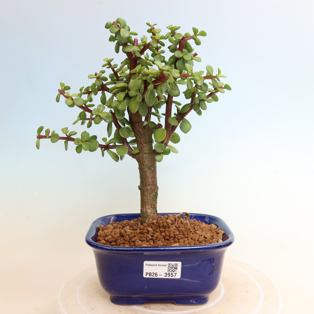 Szoba bonsai - Portulakaria Afra - Tlustice
