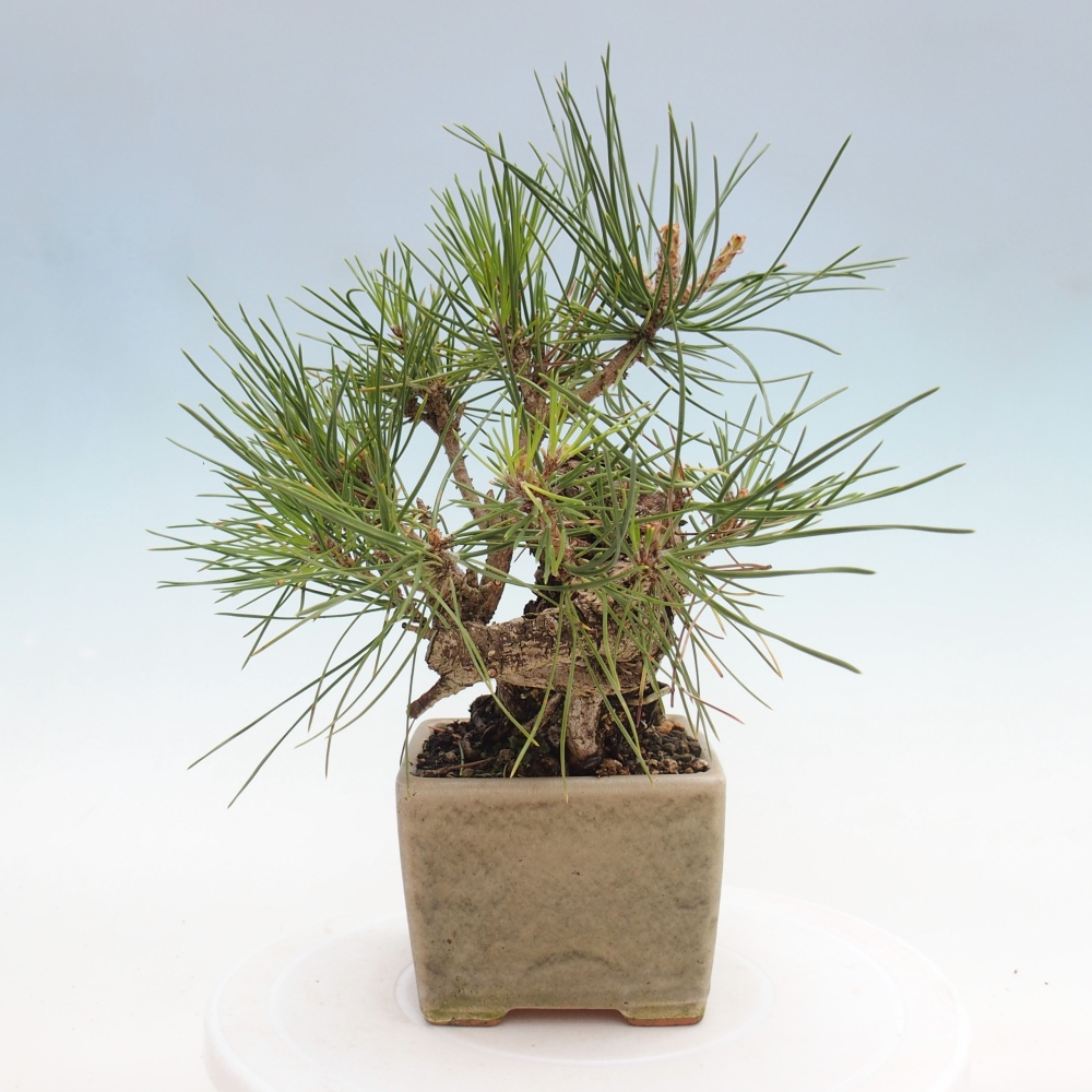 Kültéri bonsai - Pinus thunbergii - Thunberg fenyő