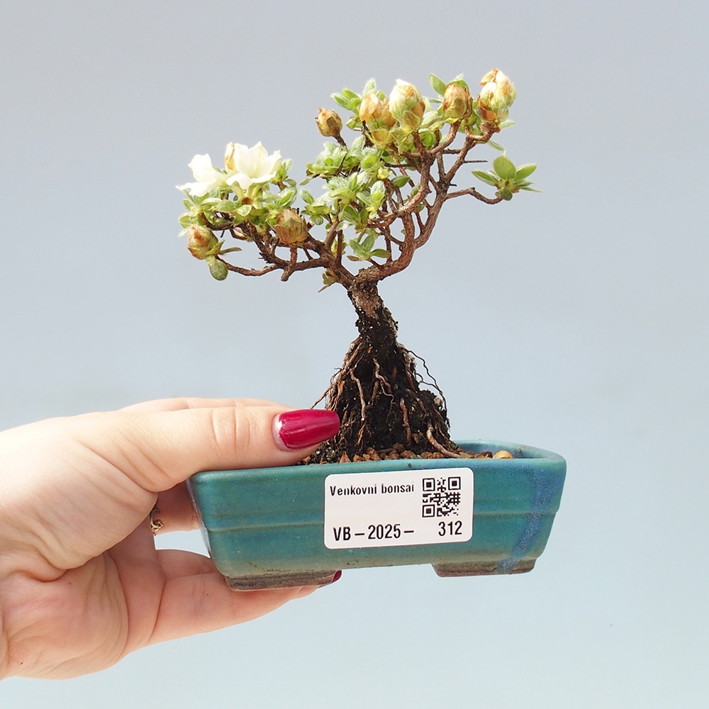 Kültéri bonsai - Rhododendron indicum - japán azálea