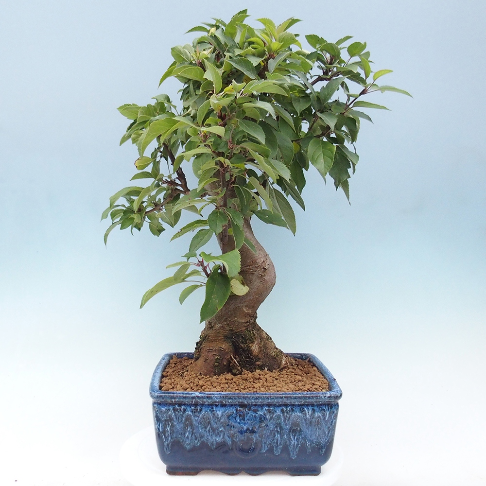 Kültéri bonsai -Malus halliana - Kis gyümölcsű almafa