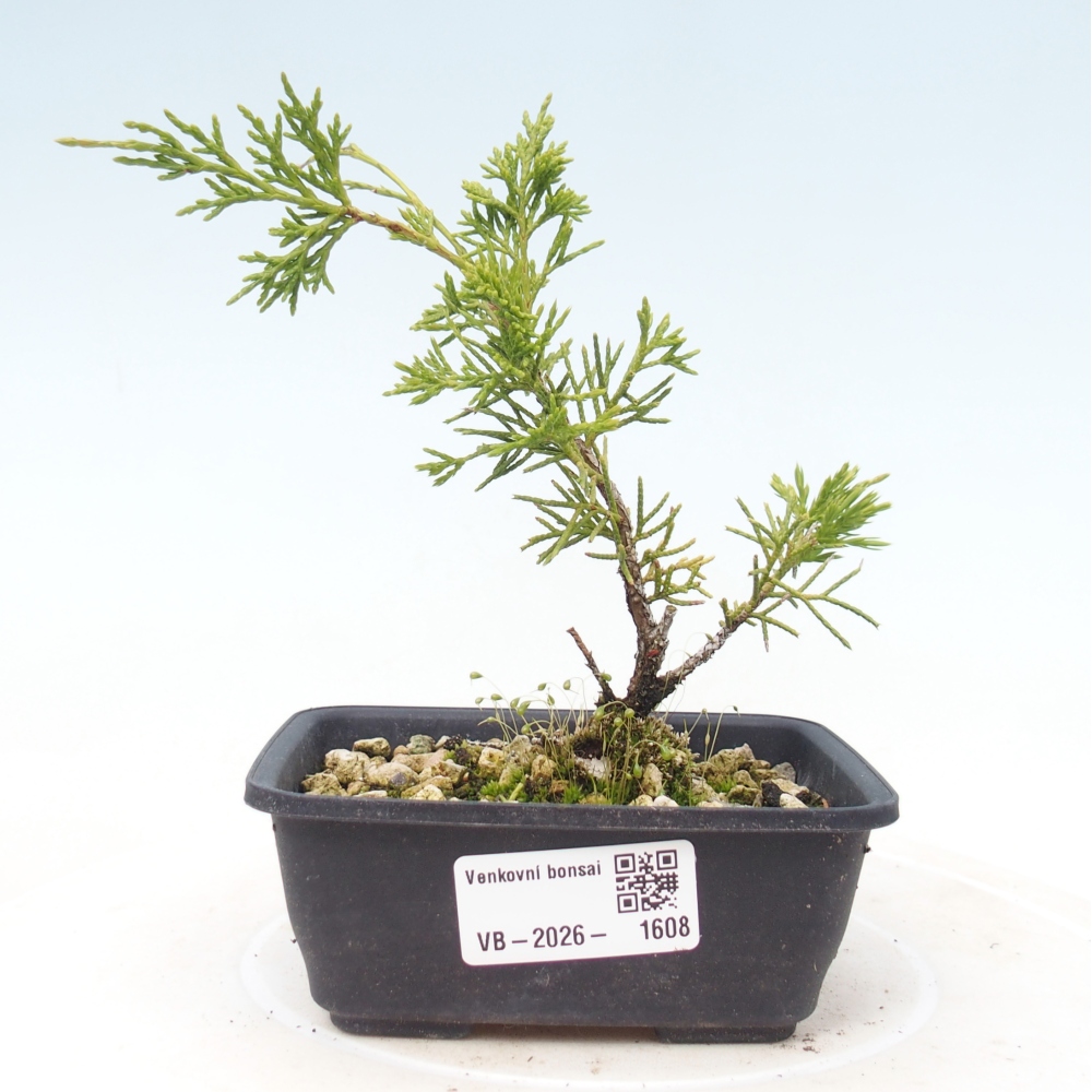 Kültéri bonsai - Juniperus chinensis Itoigawa