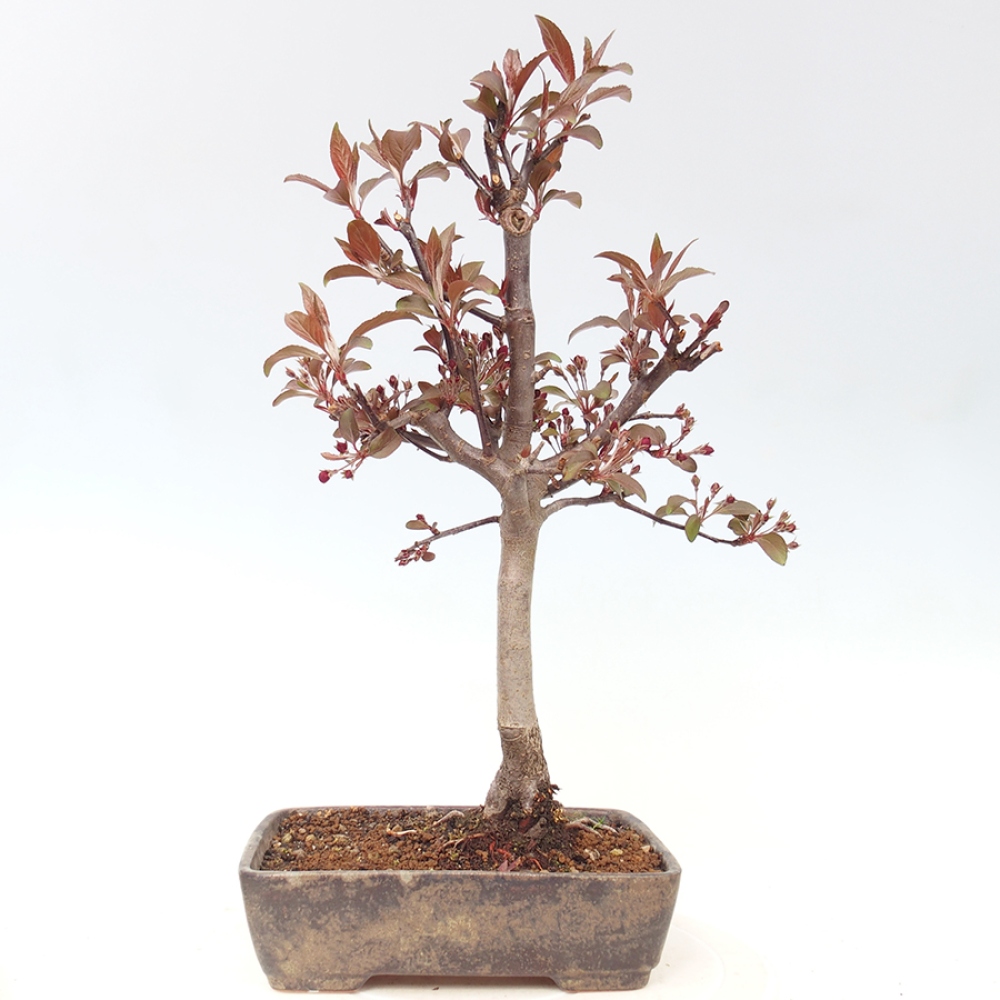 Kültéri bonsai -Malus domestica - Kis gyümölcsű piros levelű almafa