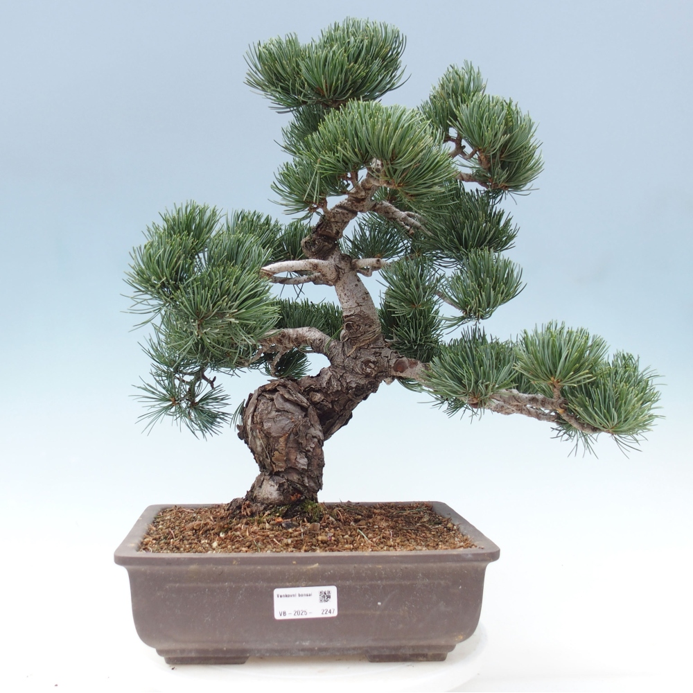 Kültéri bonsai - Pinus parviflora - Pinus parviflora
