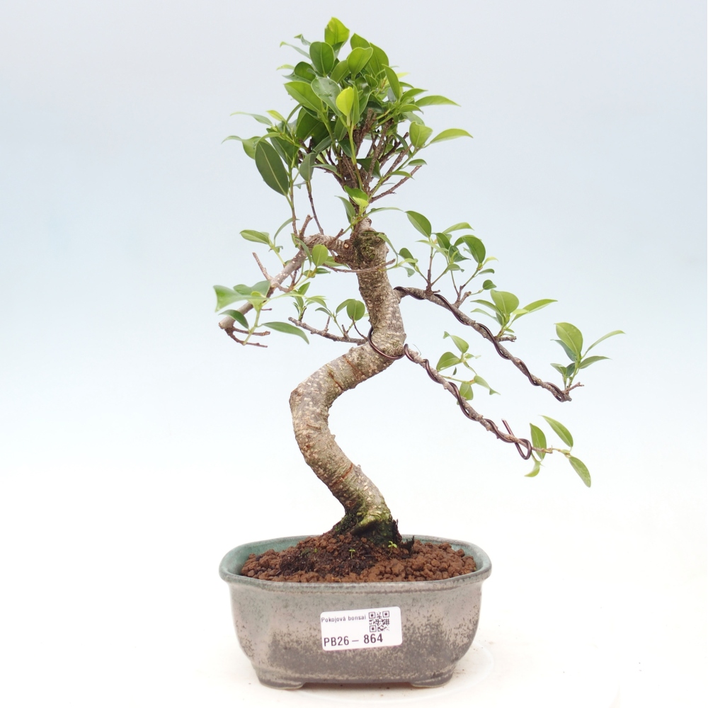 Szobai bonsai - Ficus retusa - kislevelű fikusz