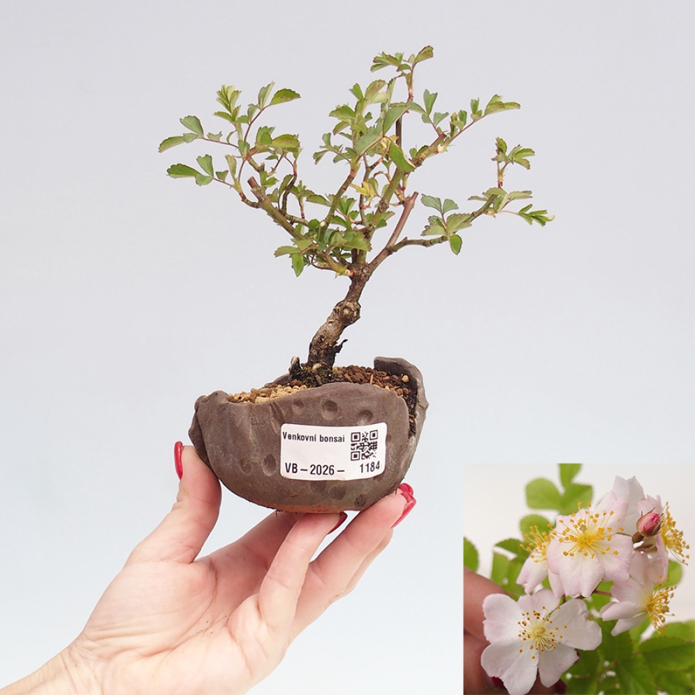 Kültéri bonsai - Rosa sp. - kisvirágú rózsa