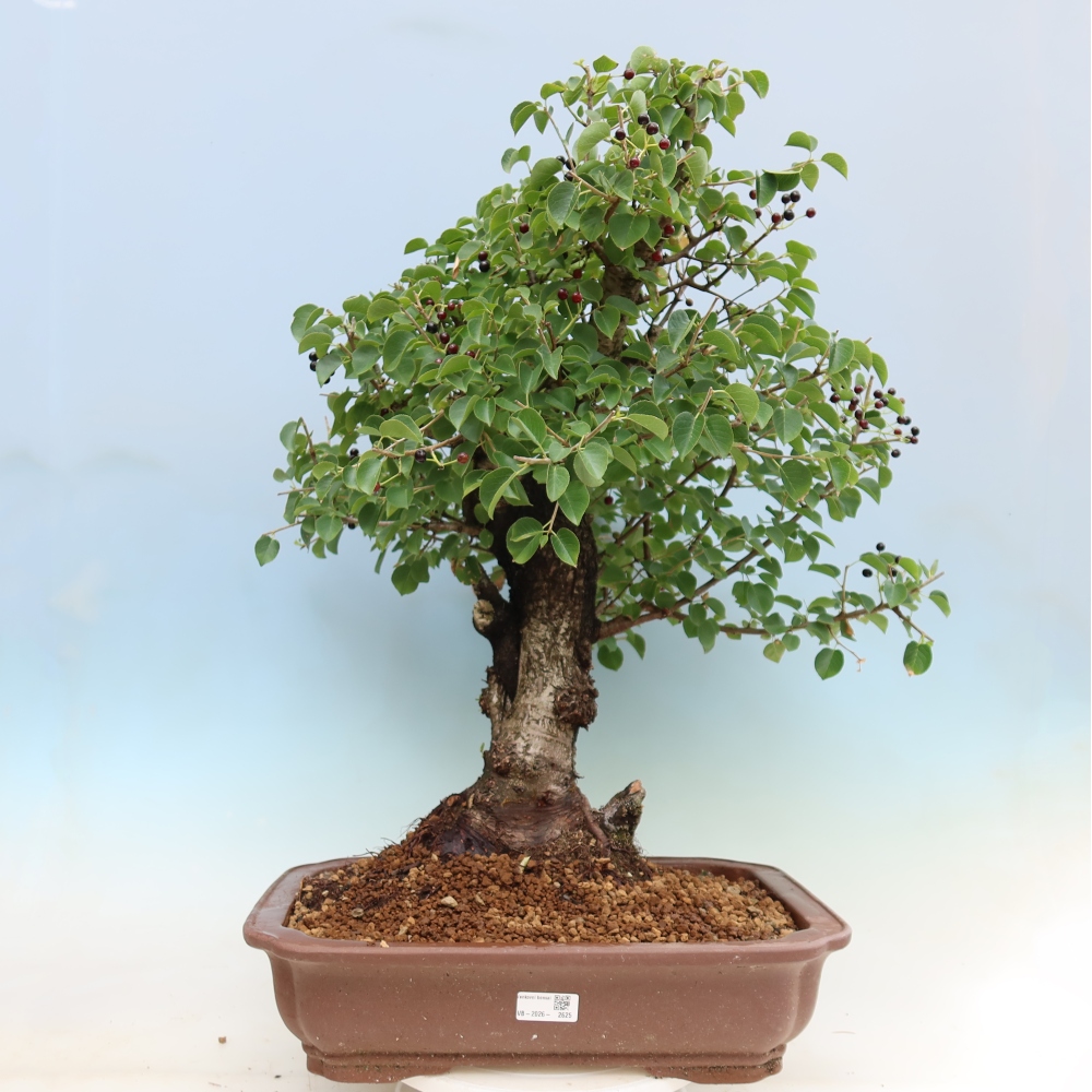 Kültéri bonsai - Mahalebka - Prunus mahaleb - Prunus mahaleb
