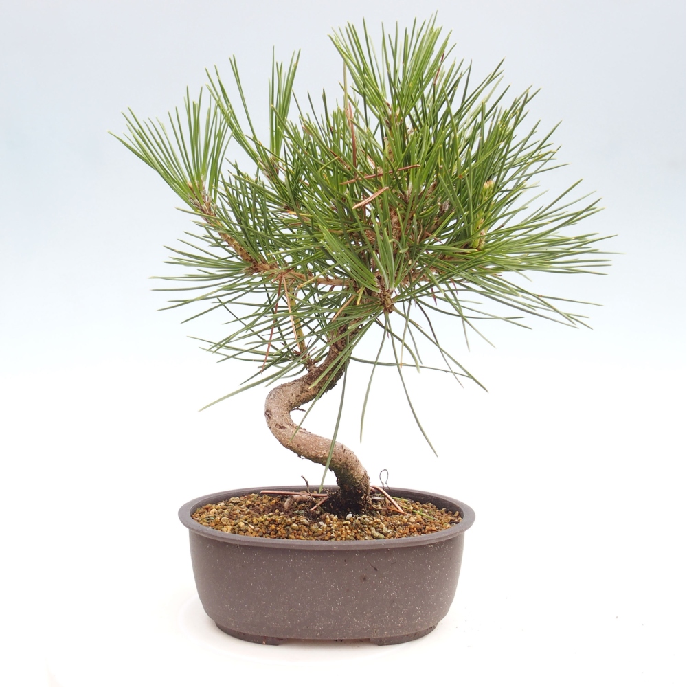 Kültéri bonsai - Pinus thunbergii - Thunberg fenyő