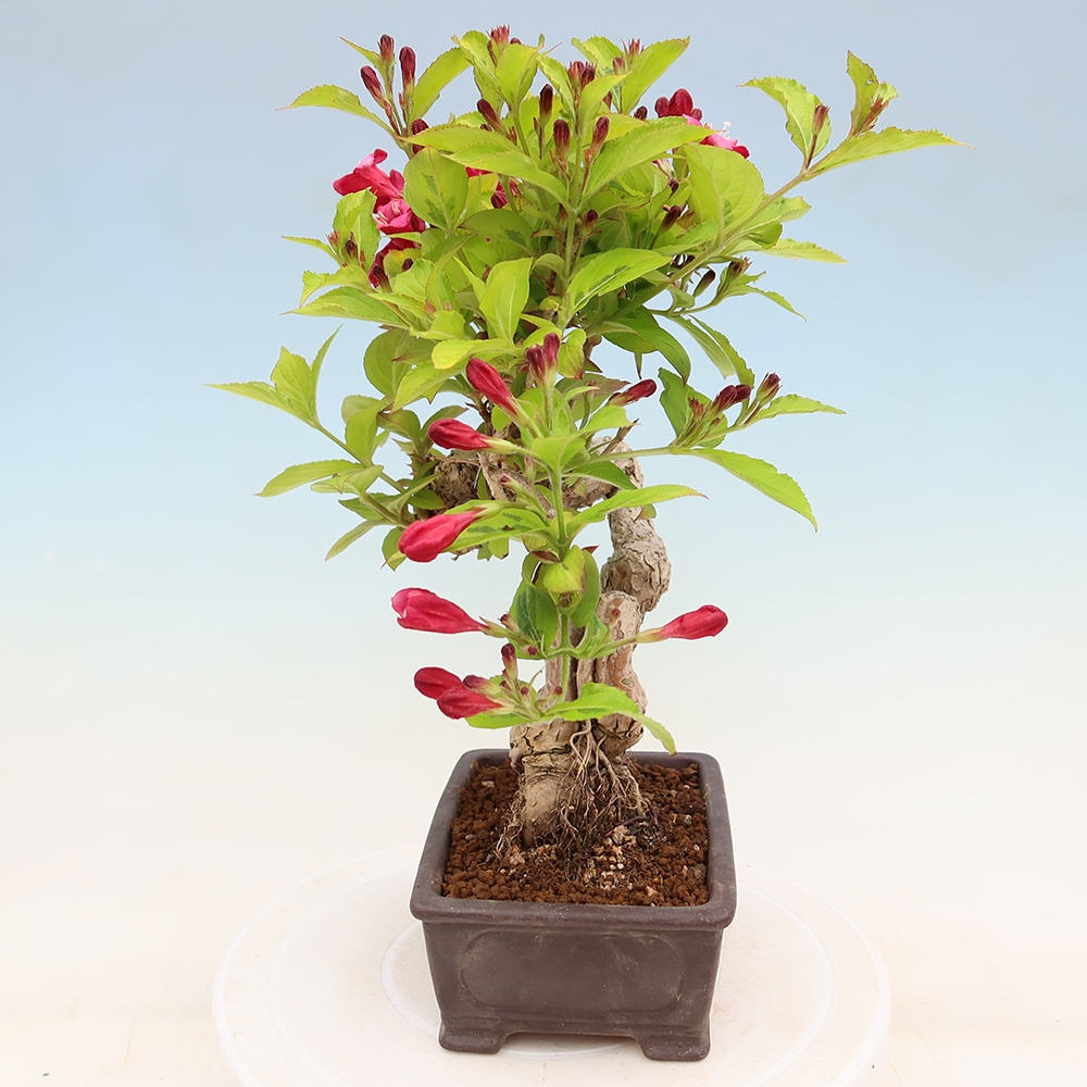 Kültéri bonsai – Weigela subsessilis – Koreai vajgélia