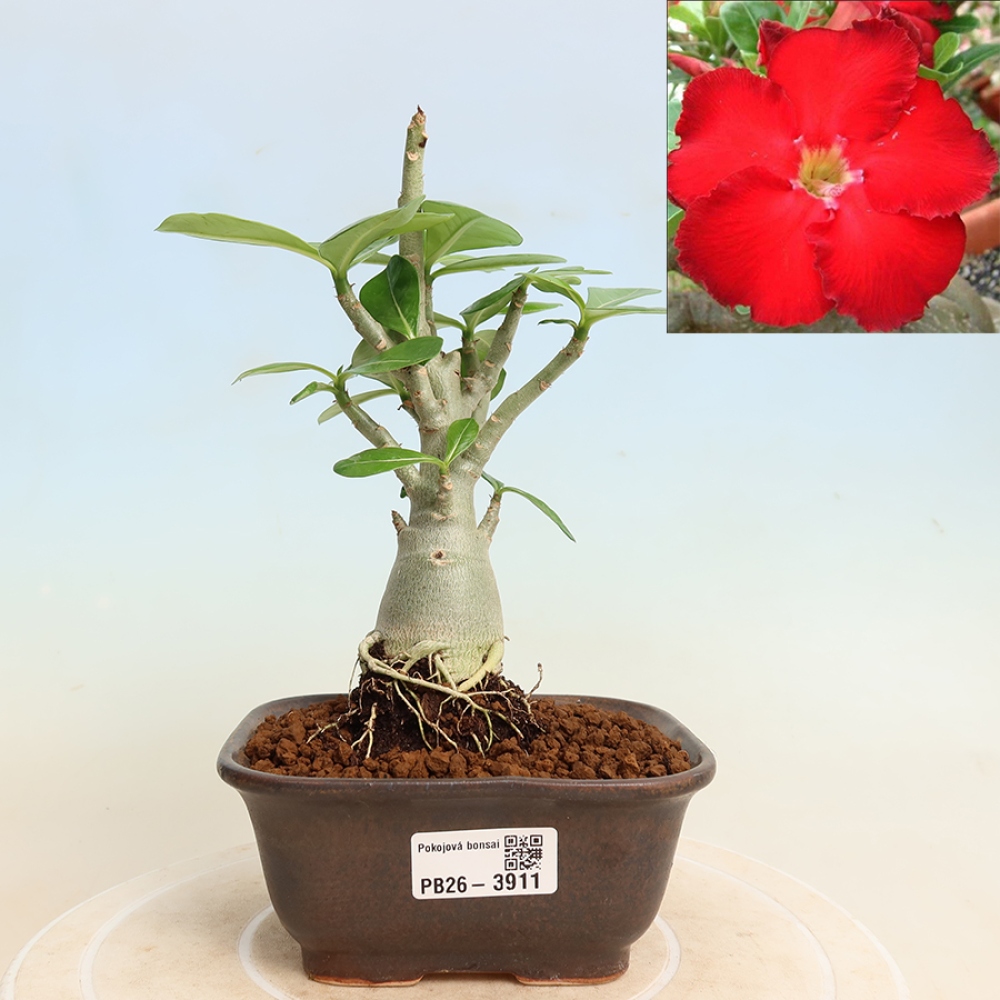 Szobabonsai – Adenium obesum Red Star – Sivatagi rózsa