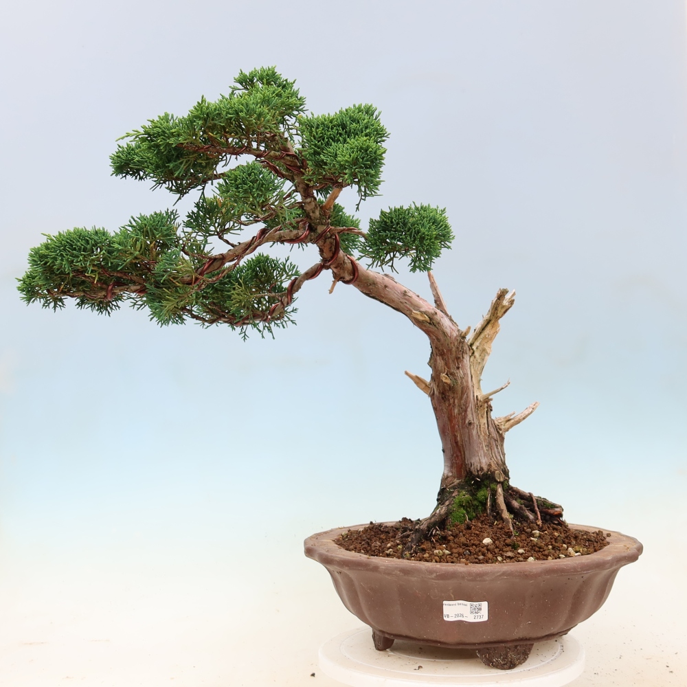 Kültéri bonsai - Juniperus chinensis Kishu