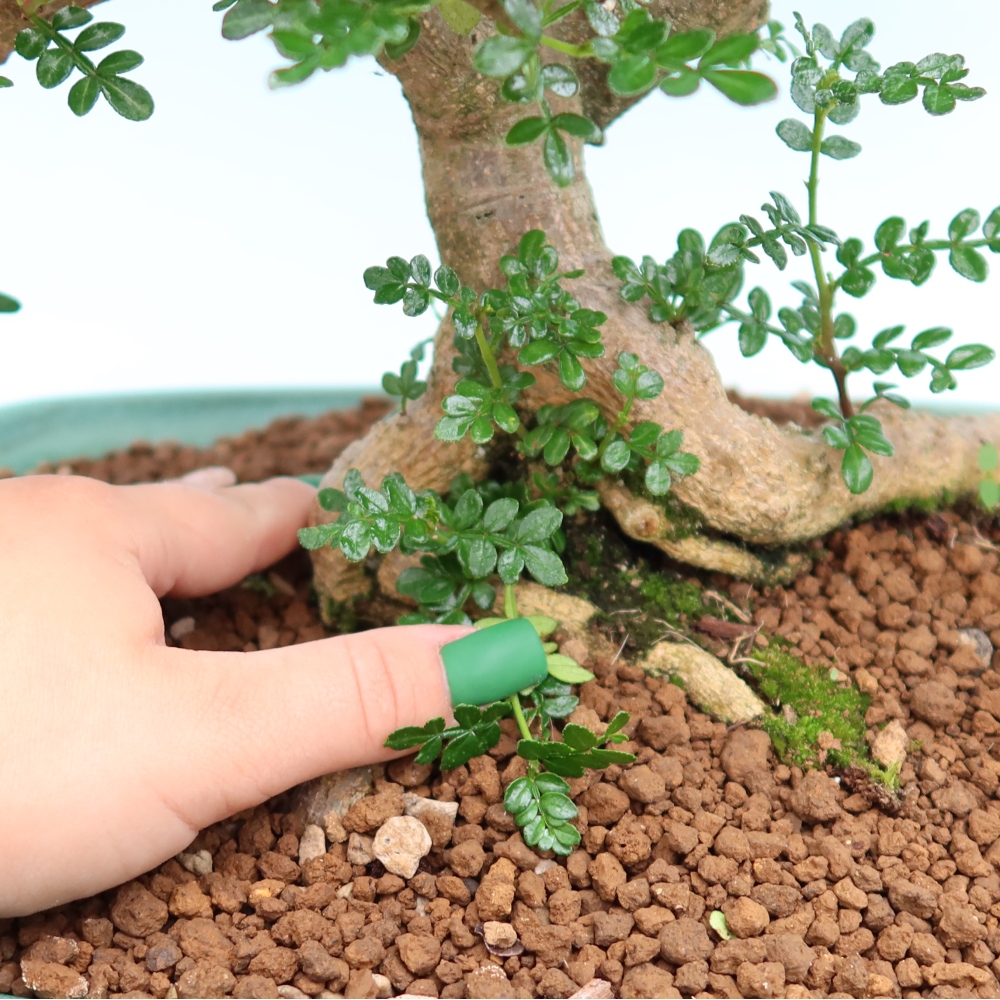 Szobai bonsai - Zantoxylum piperitum - borsfa