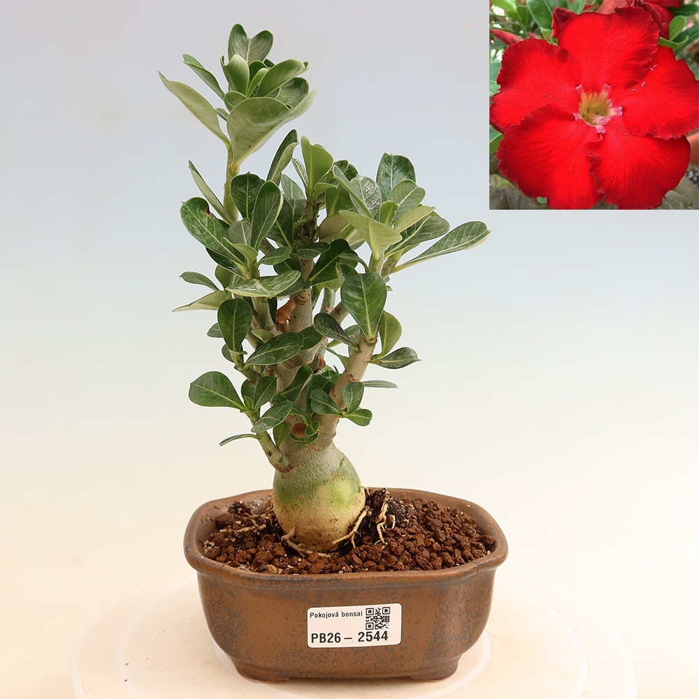 Szobabonsai – Adenium obesum Red Star – Sivatagi rózsa