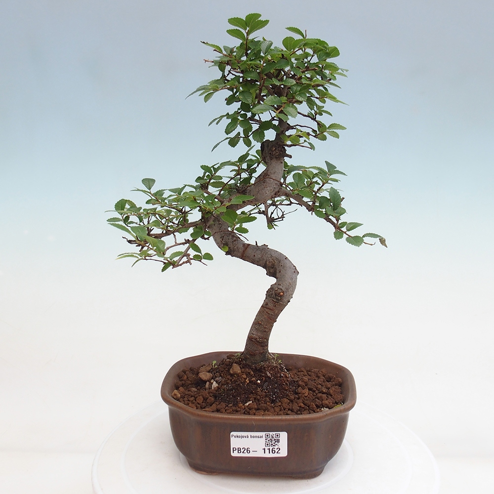 Szobai bonsai - Ulmus parvifolia - Kislevelű szilfa