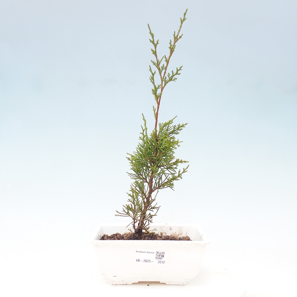 Kültéri bonsai - Juniperus chinensis Itoigawa