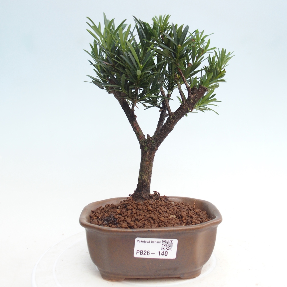 Szobai bonsai - Podocarpus - Kőtiszafa