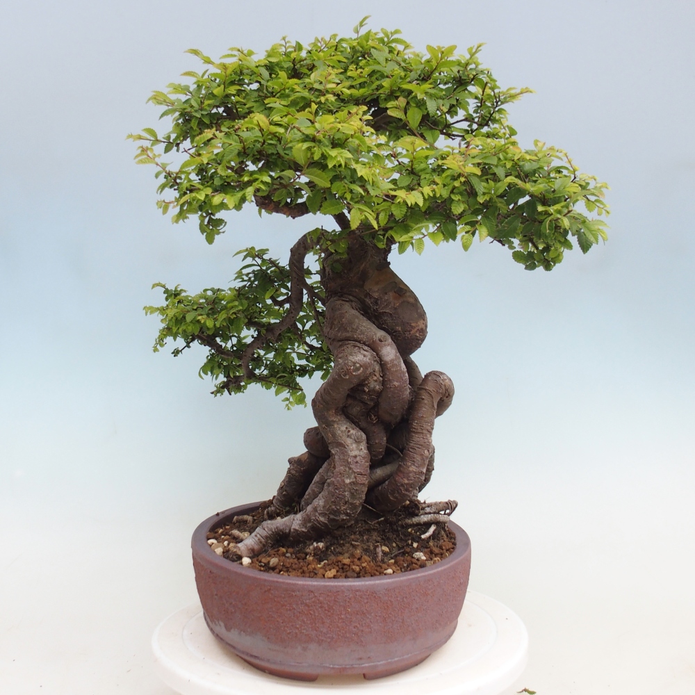 Kültéri bonsai - Ulmus parvifolia Hokkaido - Kínai szil - Ulmus parvifolia Hokkaido