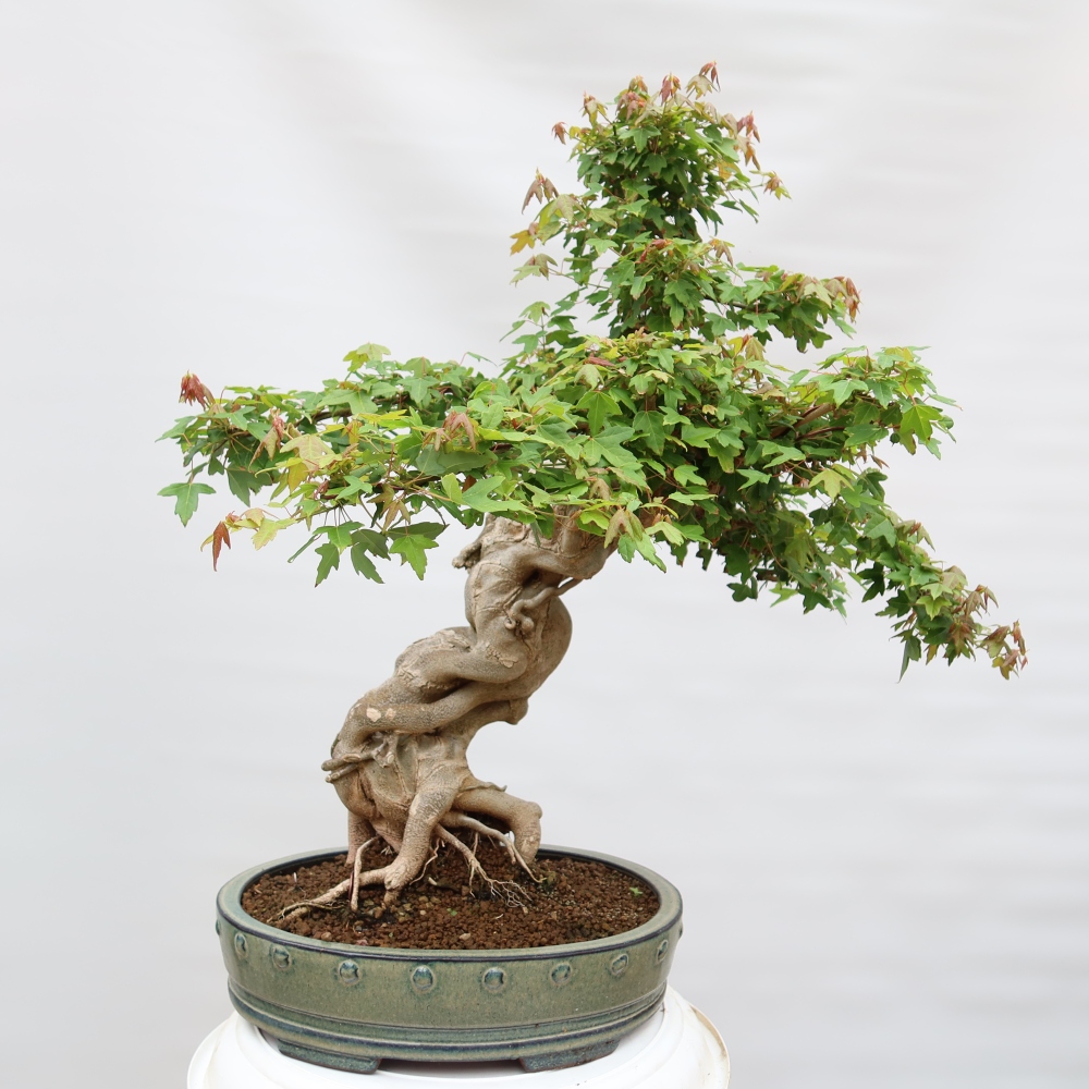 Kültéri bonsai - Juhar Burger - Acer Burgerianum