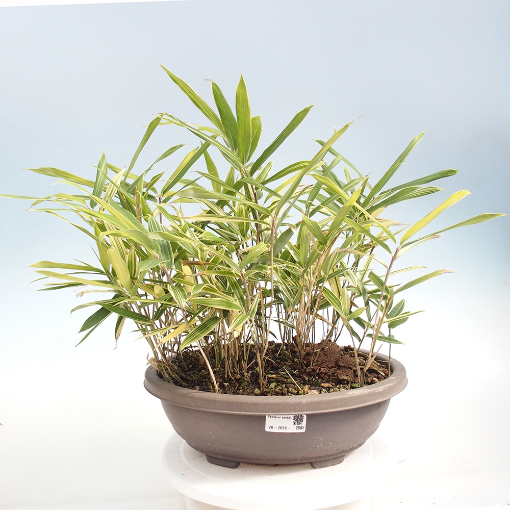 Kültéri bonsai - Sasaella masamuneana Albostriata - Bambusz
