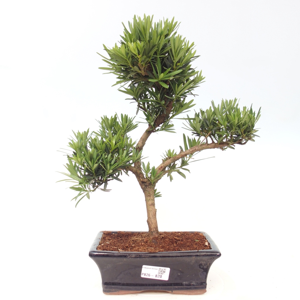 Szobai bonsai - Podocarpus - Kőtiszafa