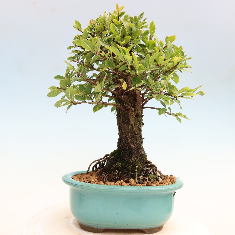 Kültéri bonsai - Zelkova - Zelkova NIRE