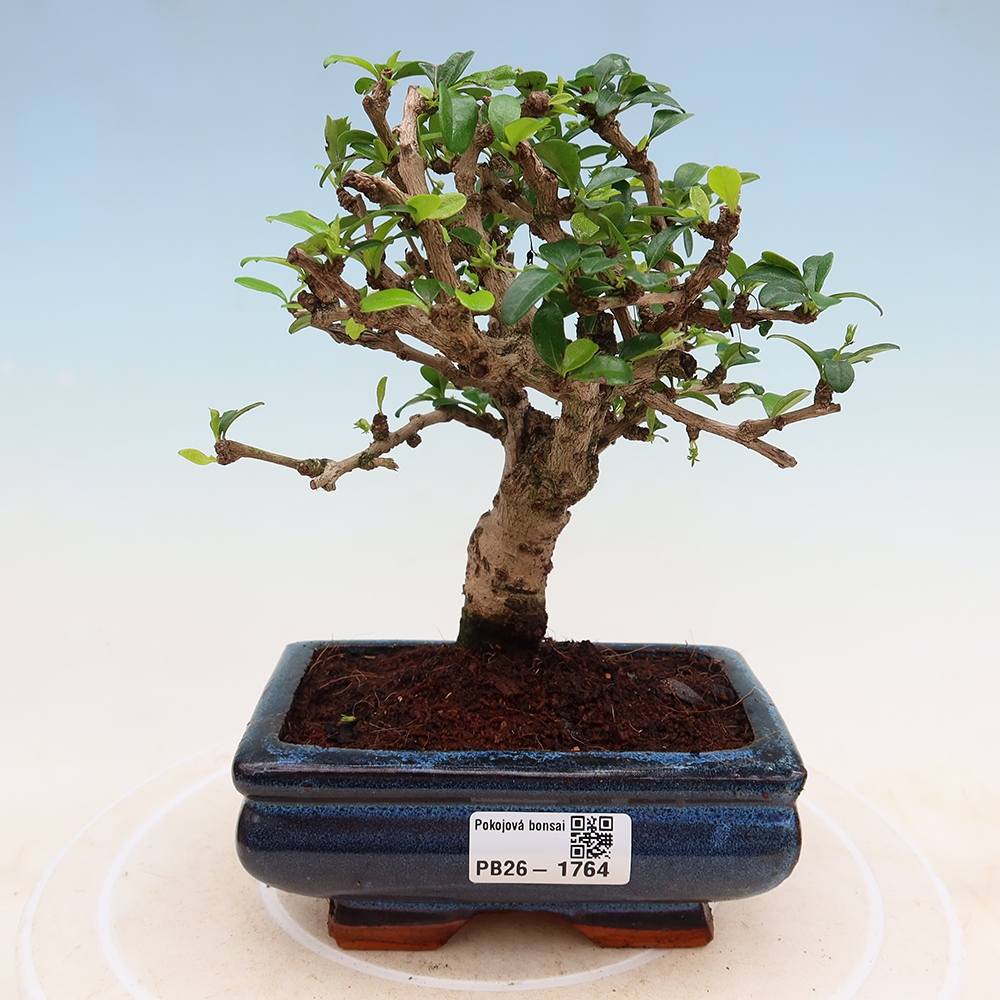 Szobai bonsai - Carmona macrophylla - Tea fuki