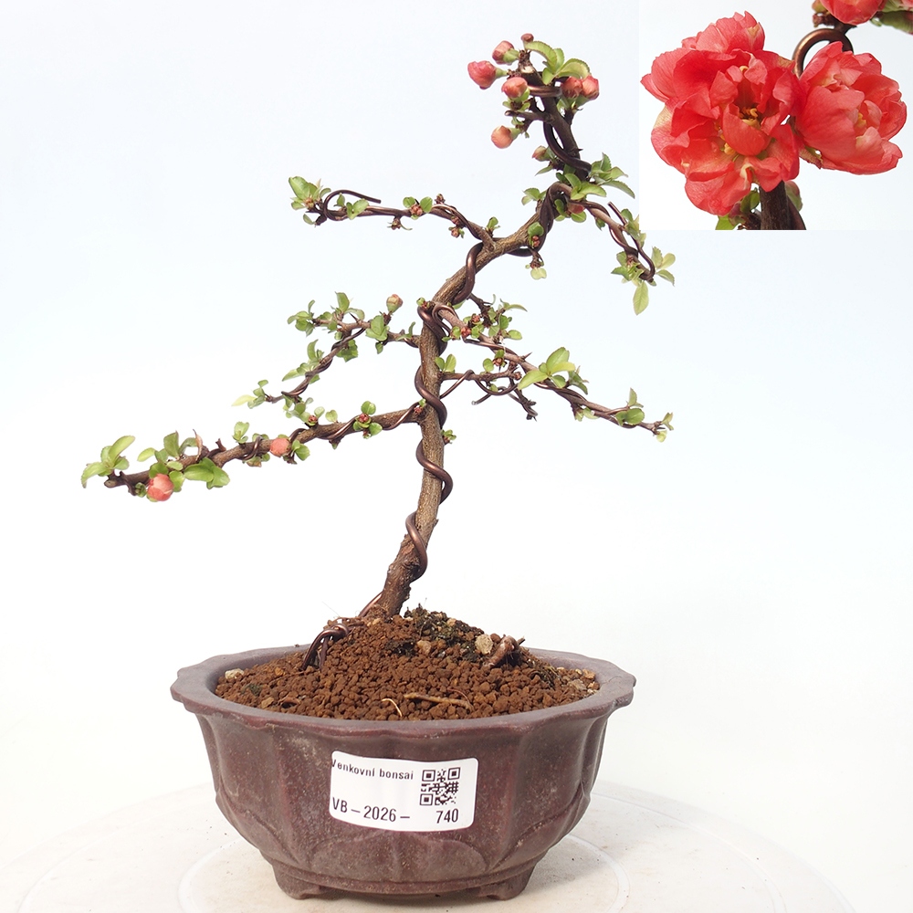Kültéri bonsai - Chaneomeles s. Red Joy - birs