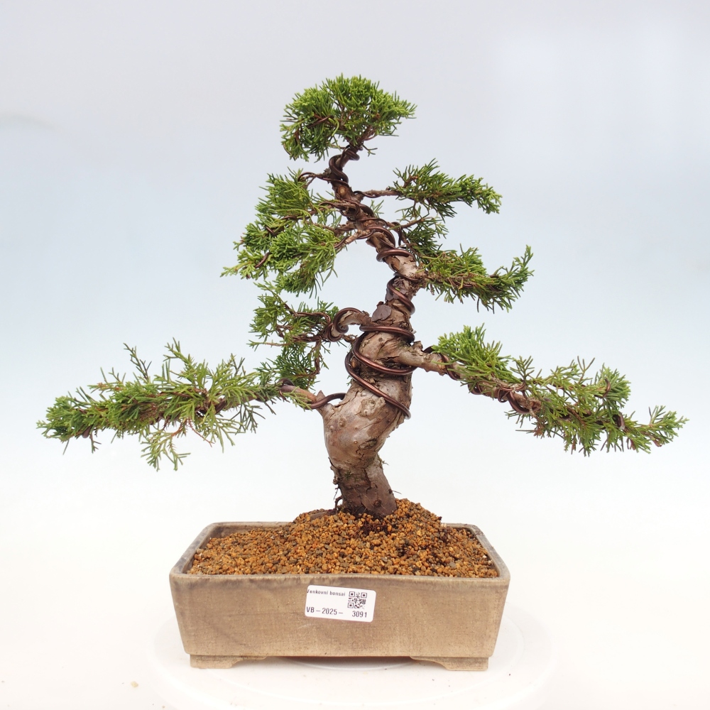 Kültéri bonsai - Juniperus chinensis Itoigawa