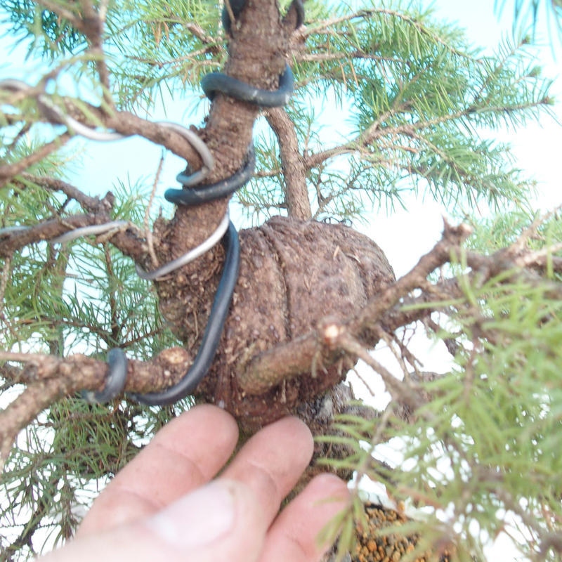Kültéri bonsai - lucfenyő - Picea glauca globe