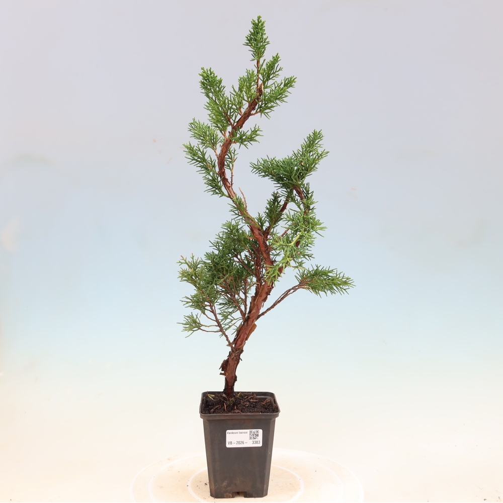 Kültéri bonsai - Juniperus chinensis Kishu