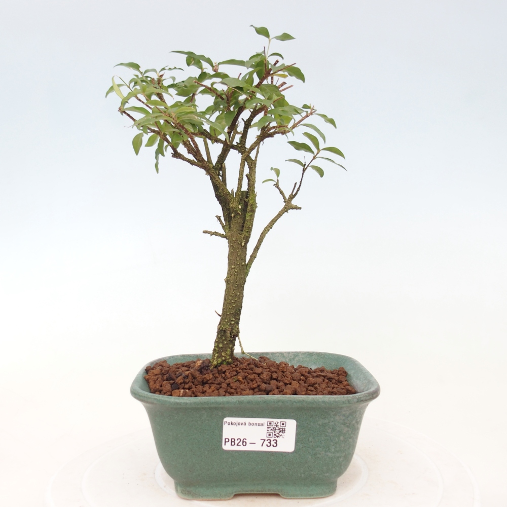Szobai bonsai - Malpighia coccigera- Barbdor cseresznye