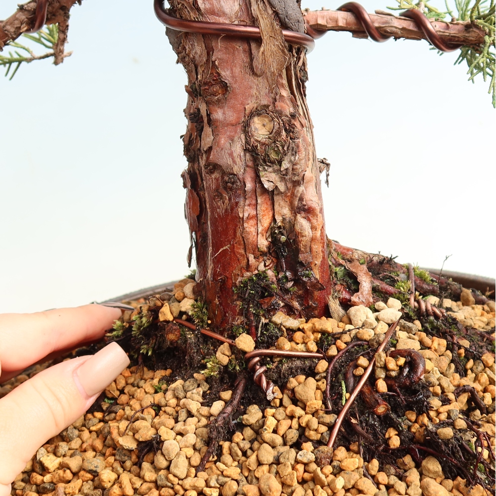 Kültéri bonsai - Juniperus chinensis Kishu