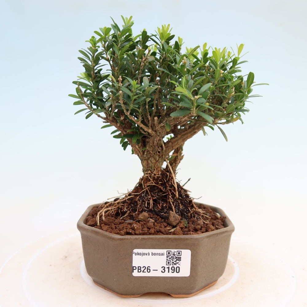 Szobai bonsai - Buxus harlandii - parafa buxus
