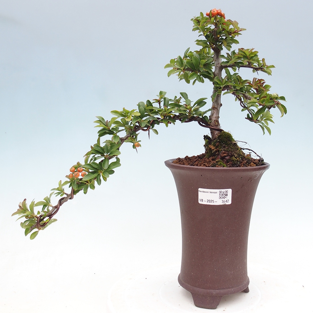 Kültéri bonsai-Pyracantha Teton - Hlox