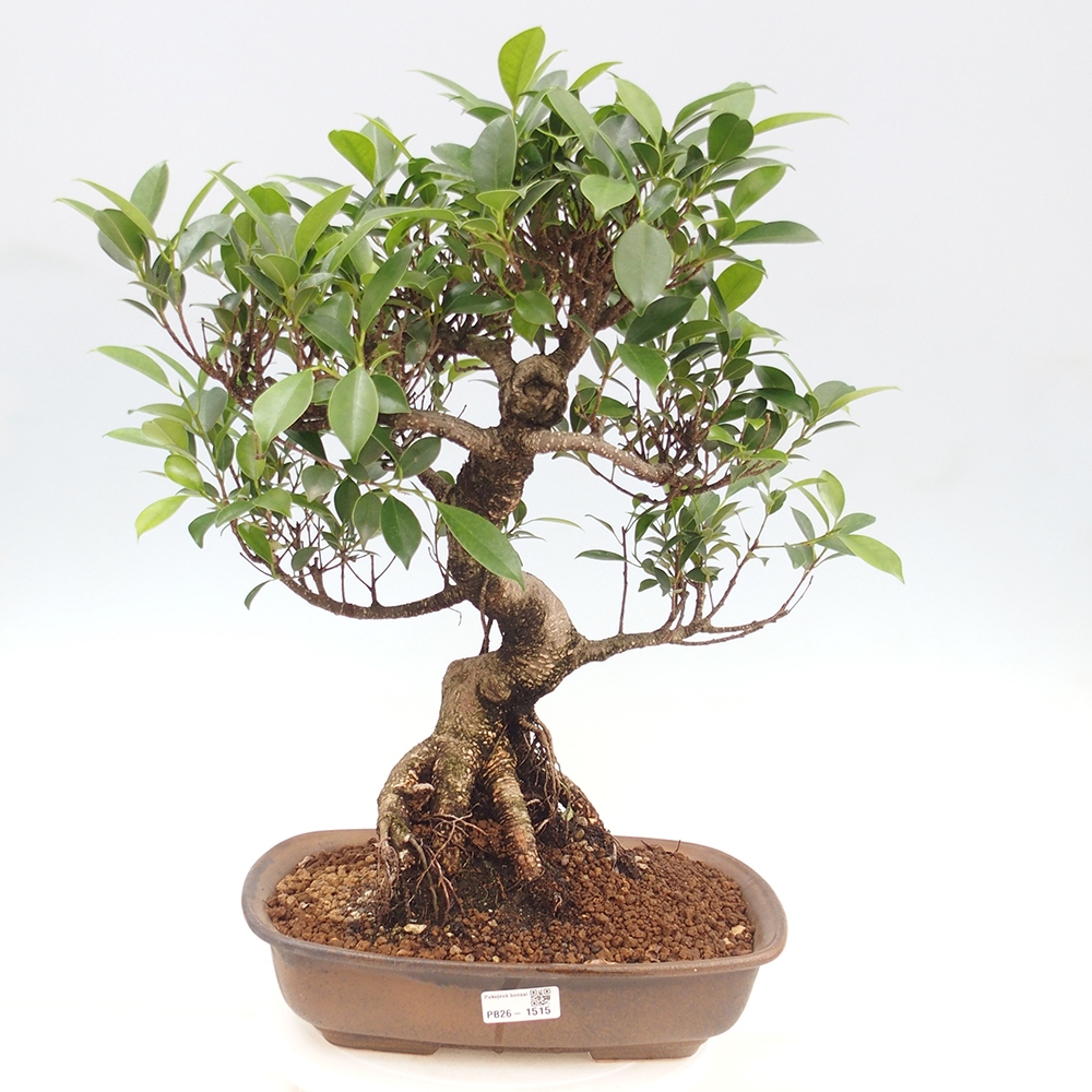 Szobai bonsai - Ficus kimmen - kislevelű fikusz