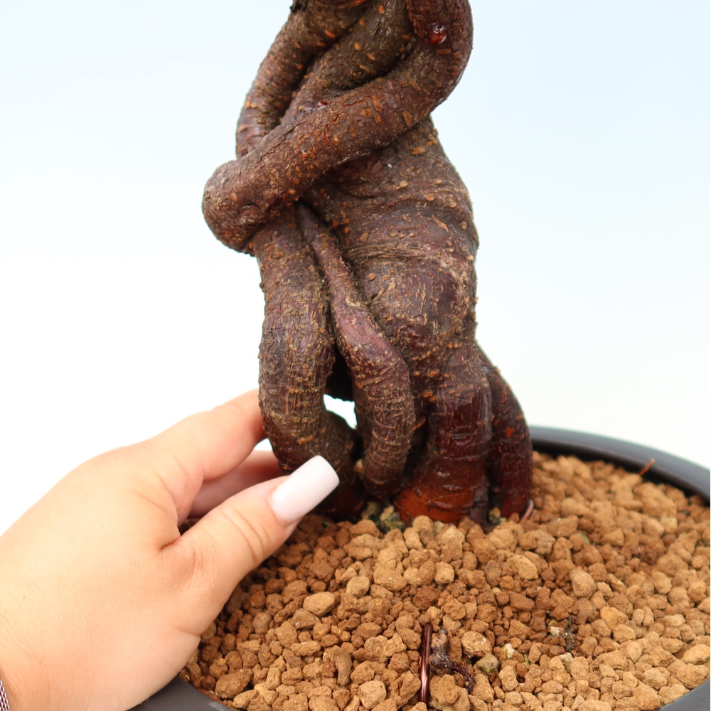 Kültéri bonsai – Japán barack – Prunus Mume