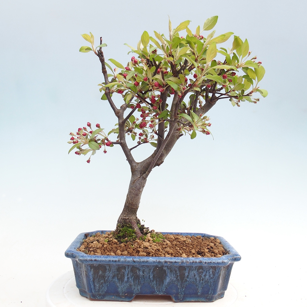 Kültéri bonsai -Malus domestica - Kis gyümölcsű piros levelű almafa