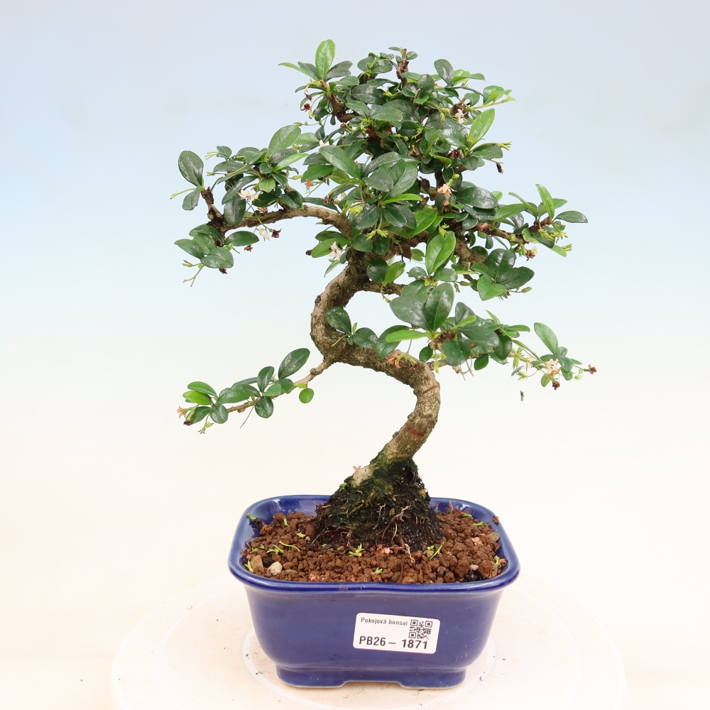 Szobai bonsai - Carmona macrophylla - Tea fuki