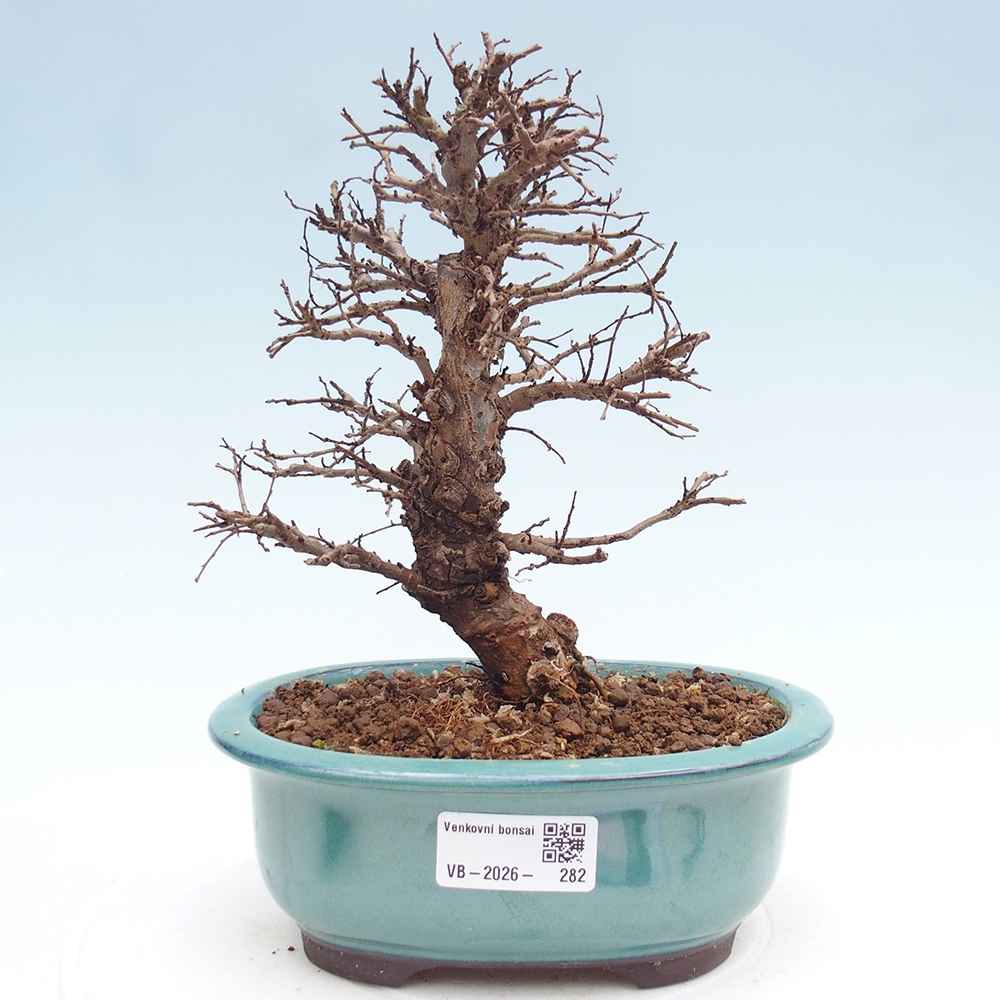 Kültéri bonsai - Zelkova - Zelkova NIRE