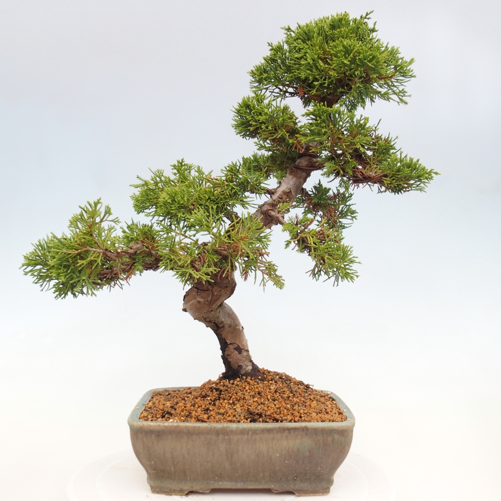 Kültéri bonsai - Juniperus chinensis Itoigawa