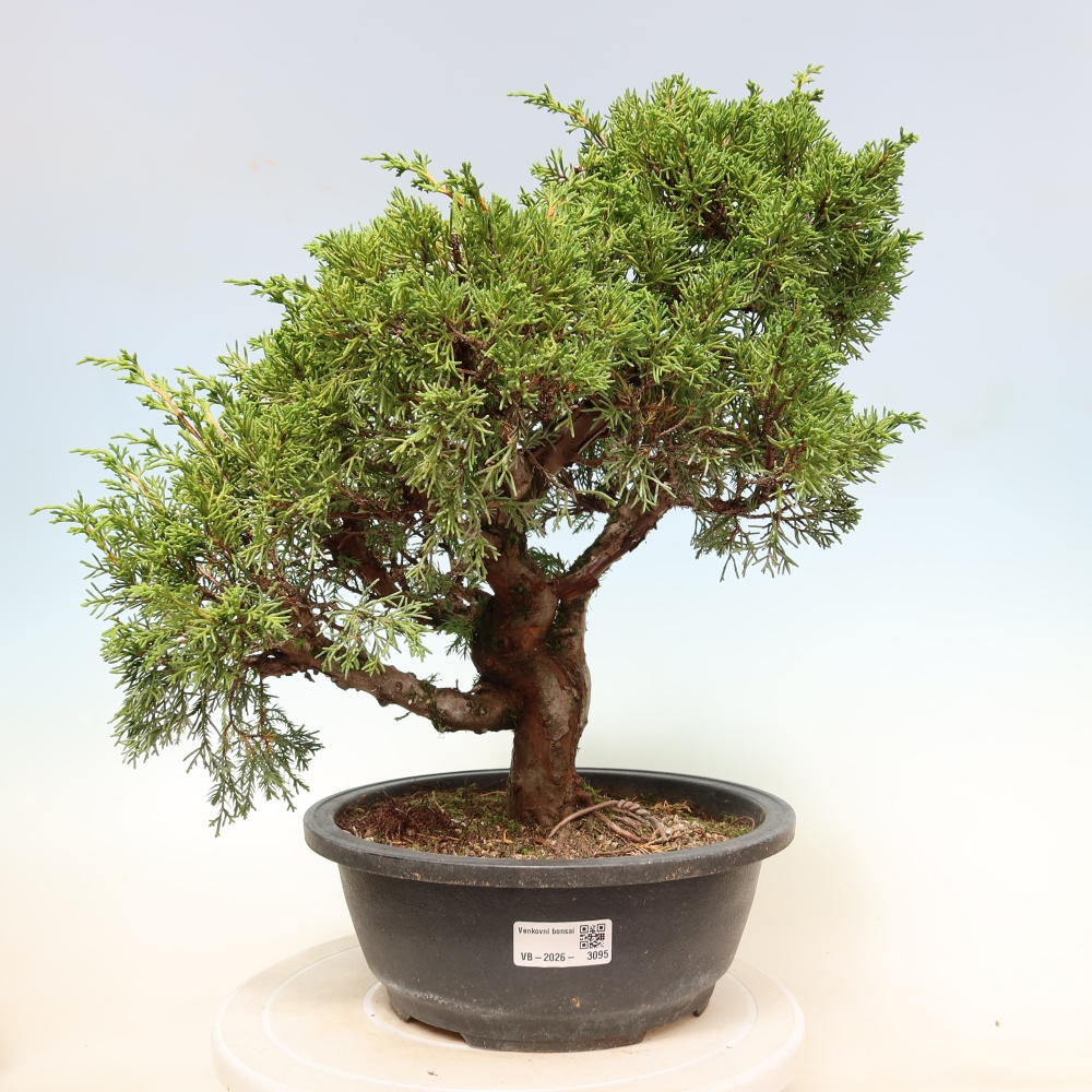 Kültéri bonsai - Juniperus chinensis Itoigawa-Juniperus chinensis
