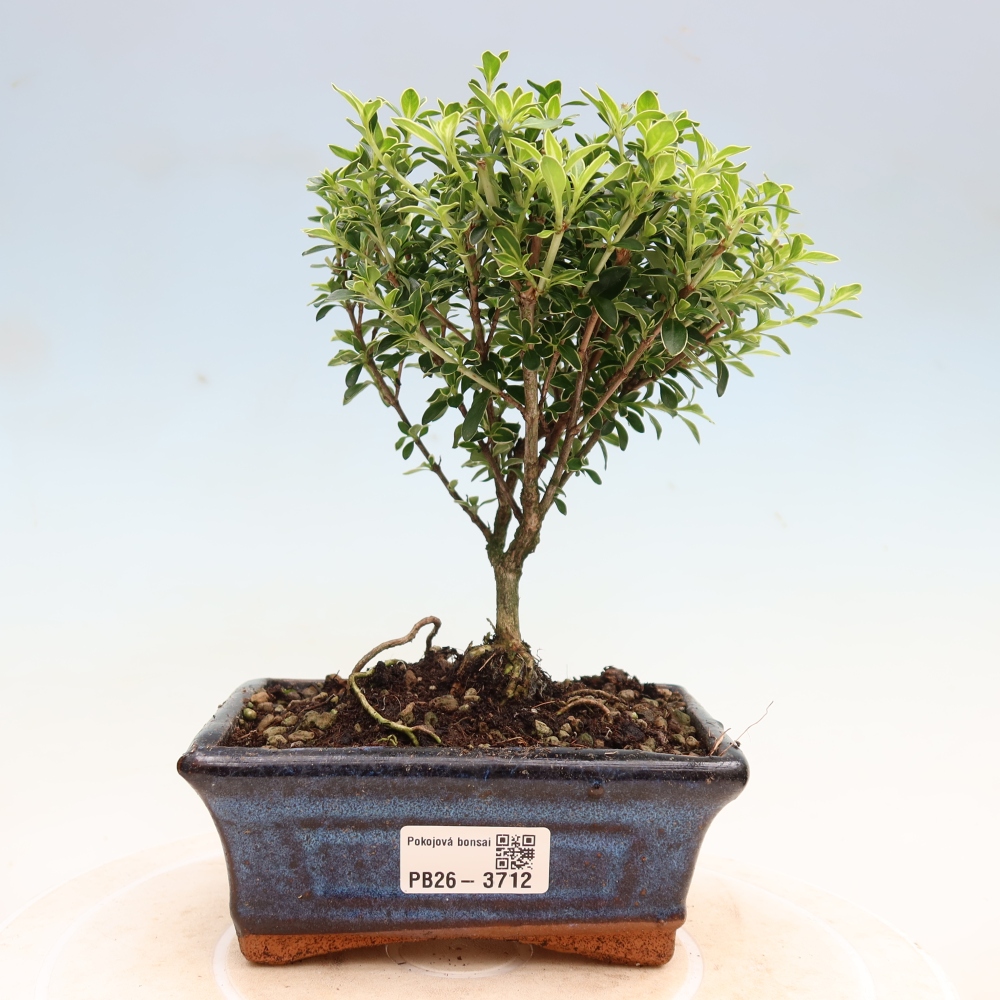 Szobai bonsai - Serissa foetida Variegata - Az ezer csillag fája