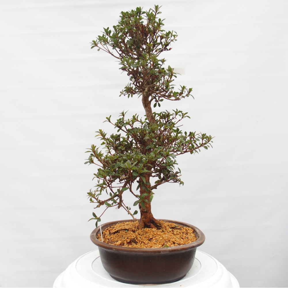 Kültéri bonsai - Japán azálea - Azalea Hanatsuzuri