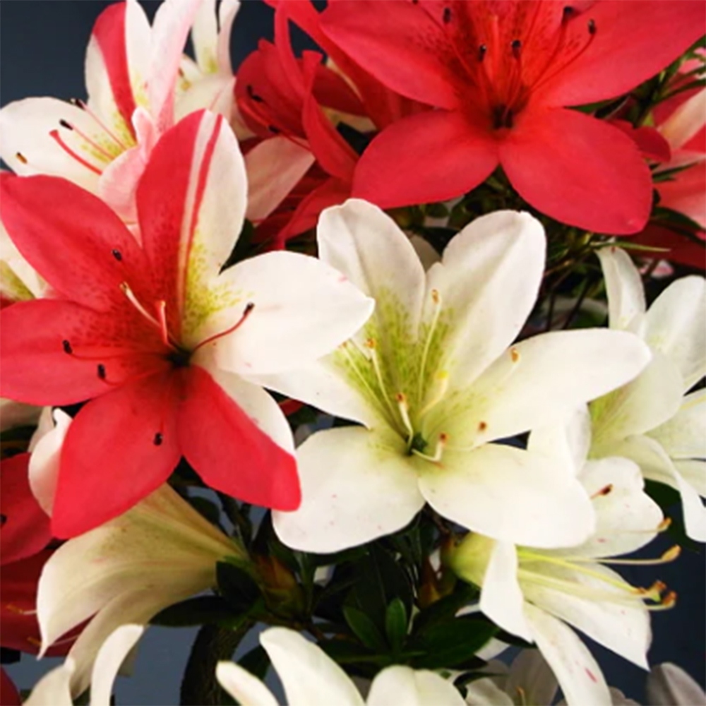 Kültéri bonsai - Japán azálea - Azalea Hanatsuzuri