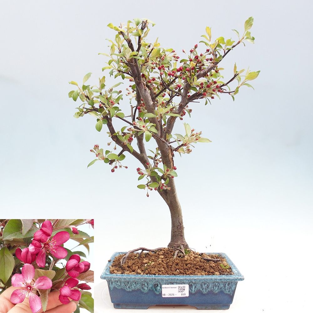 Kültéri bonsai -Malus domestica - Kis gyümölcsű piros levelű almafa