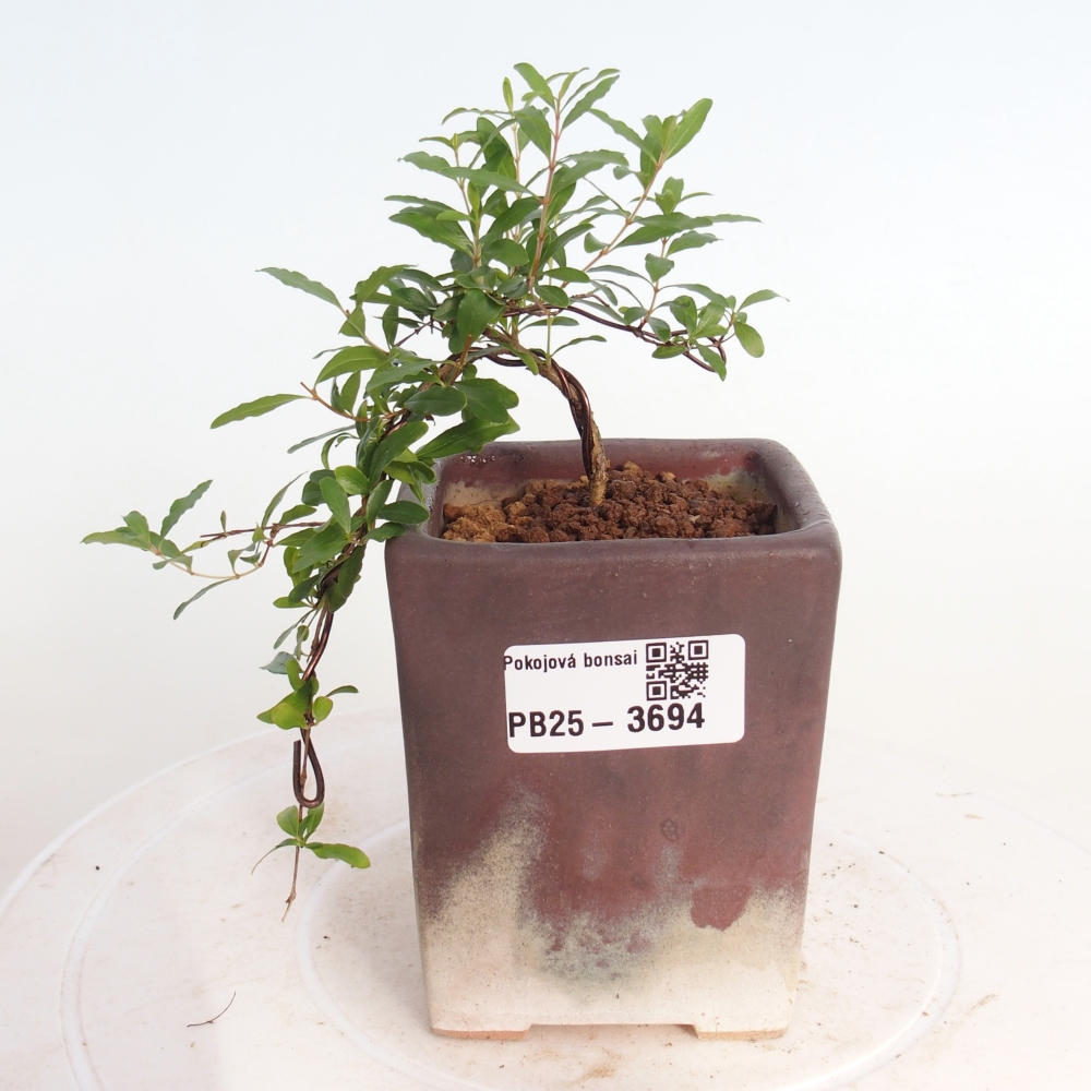 Szobai bonsai-PUNICA granatum nana-gránátalma
