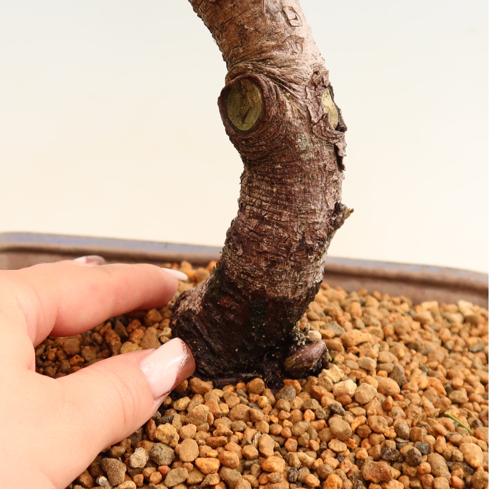Kültéri bonsai – Pinus mugo Humpy – Törpefenyő