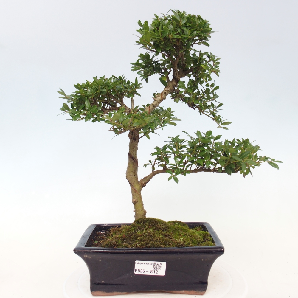 Szobai bonsai - Ilex crenata - Holly