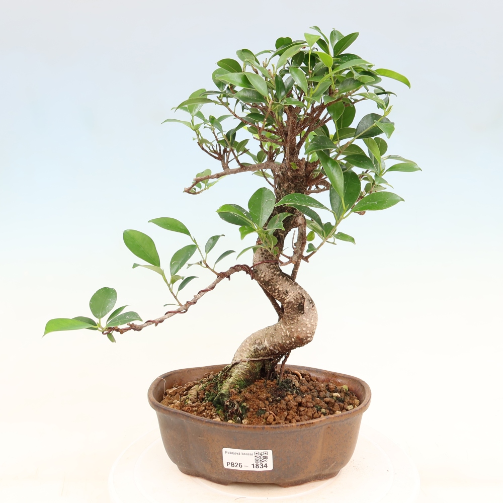 Szobai bonsai - Ficus retusa - kislevelű fikusz